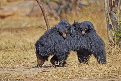 ヒゲクマ|ヒゲクマ：特徴、体重、サイズ、生息地、写真など